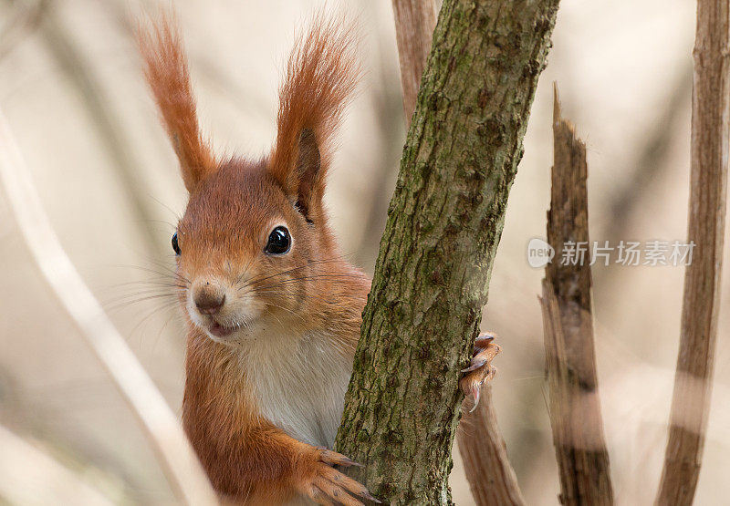 搞笑红松鼠(Sciurus vulgaris)